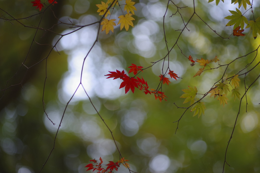 紅と蒼と黄色