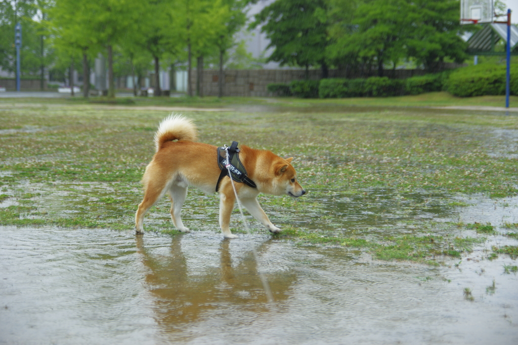 雨なんてヘッチャラだよ