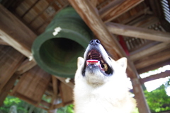 ゴ〜〜ン