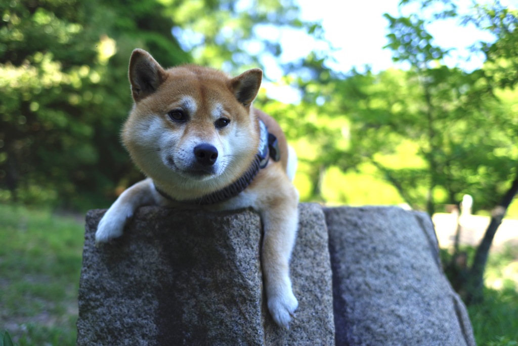 ぐで〜ん