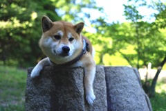 ぐで〜ん