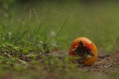 秋が過ぎ去る足音