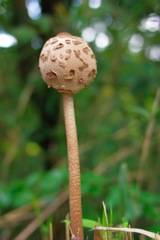 チュッパチャプス