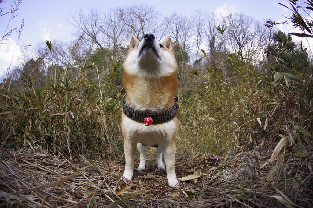 カメさんのように