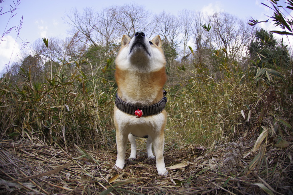 カメさんのように