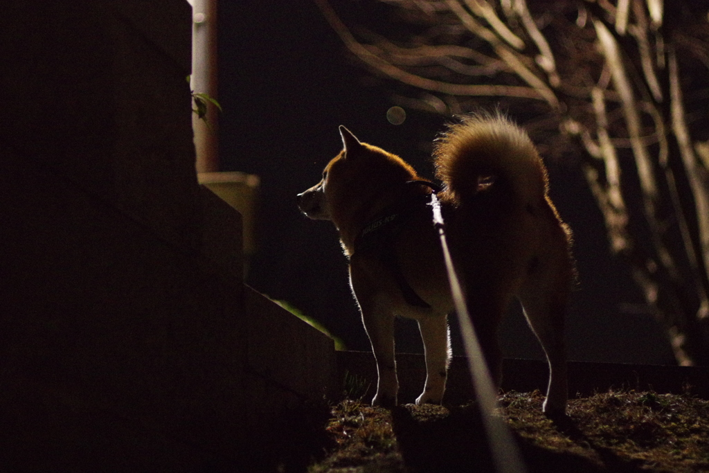 夜のお散歩Bコース