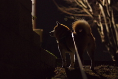 夜のお散歩Bコース