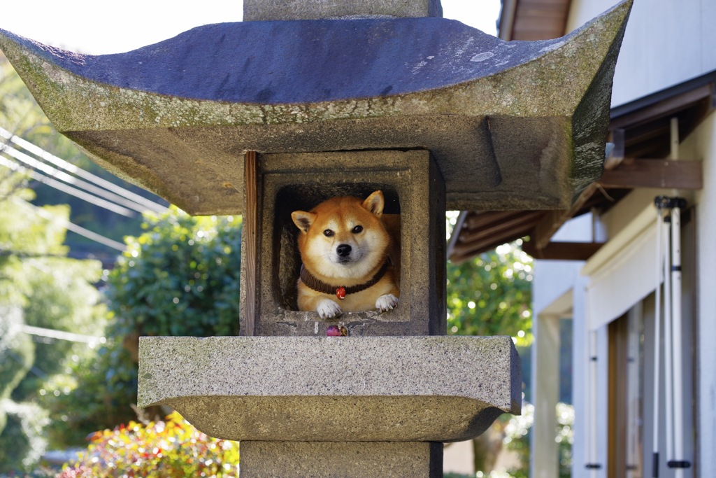 見張り番