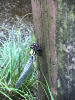 大人の階段のぼる