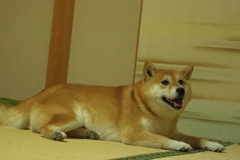 畳が好き