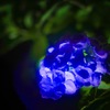 寝坊助の紫陽花