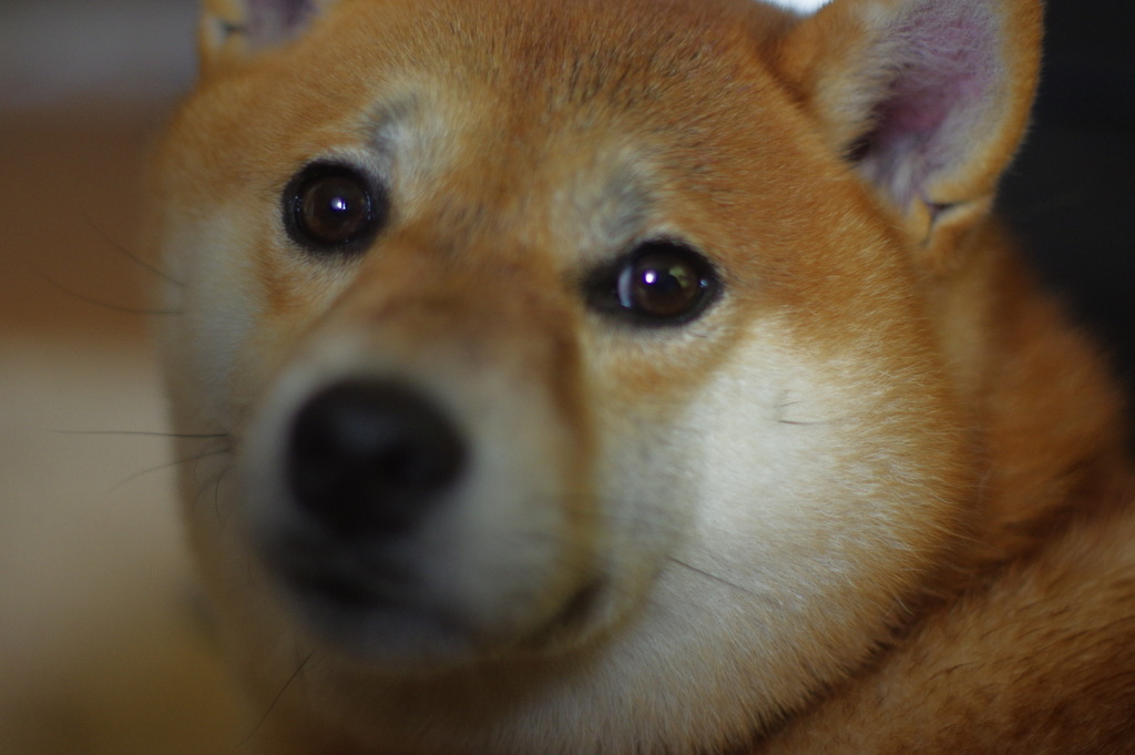 お散歩でしょ？