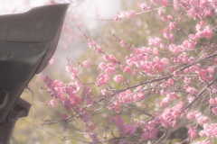 隣の梅は紅い