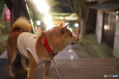 夜の参道 帰り道