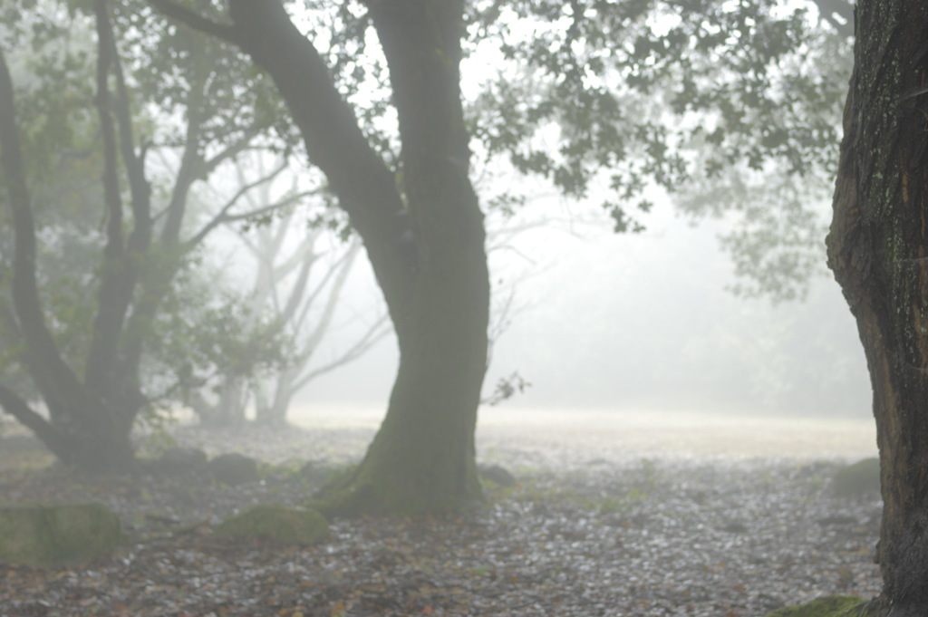 雲の上には乗れないのだ