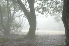 雲の上には乗れないのだ