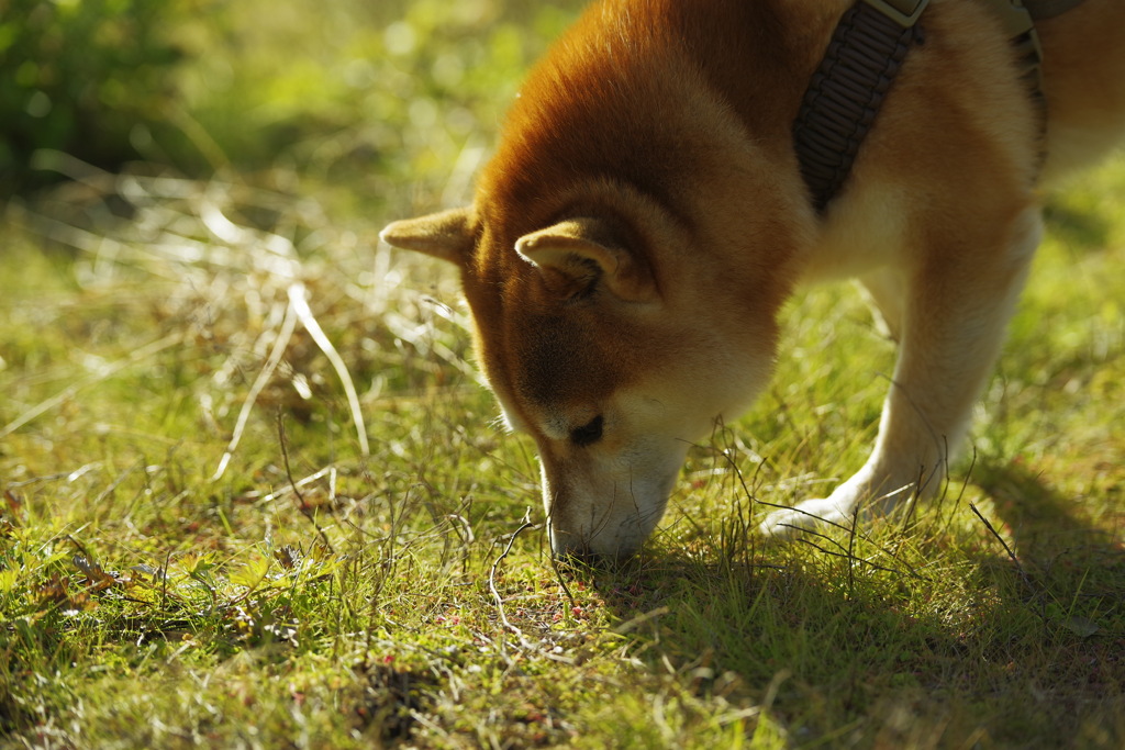 grass is Green