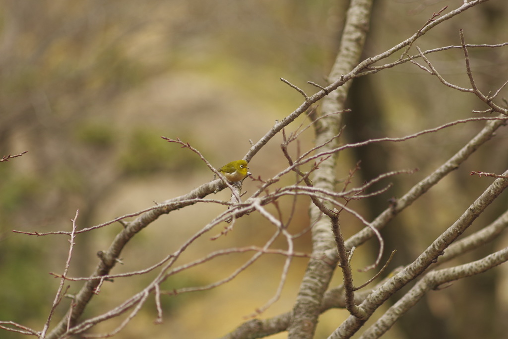 今日はパンもってないの？