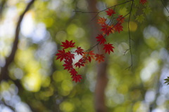 始まりの紅