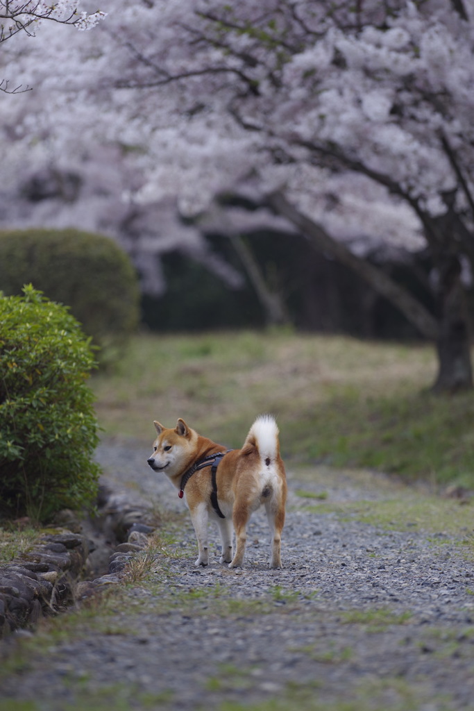 いぬと さくらと 散歩道