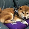 山田く〜ん！