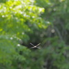 X wing