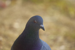 悪人ヅラ