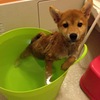 パピー トンちゃん