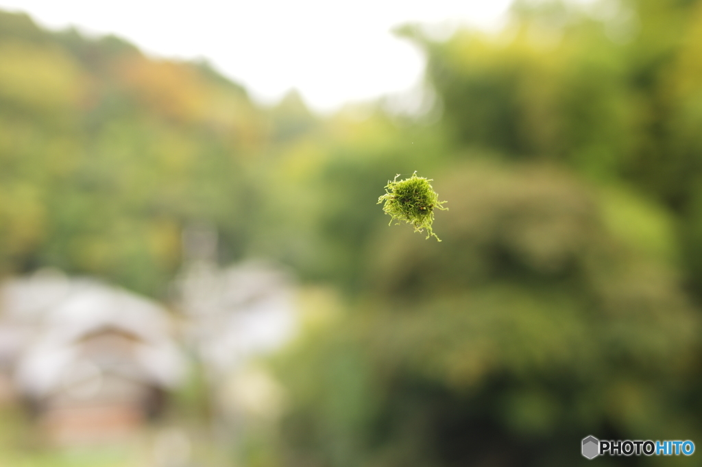 緑のケサランパサラン