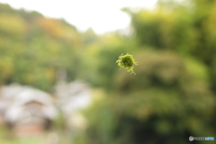 緑のケサランパサラン