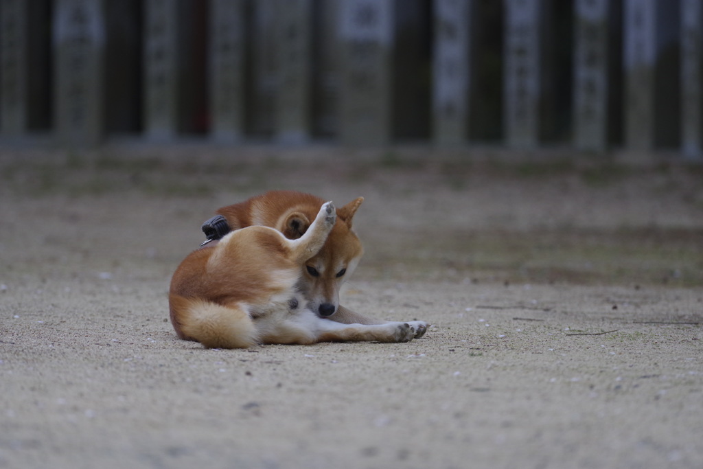 カトちゃんstyle