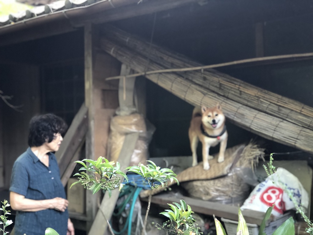 おばあちゃんと一緒