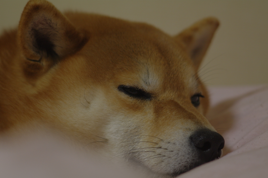takumar135mm試写