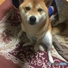 それオスワリちゃうやん