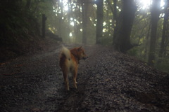雨上がり 日没前の山散歩