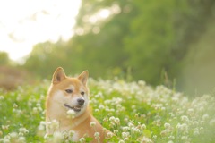 風が優しく撫でていく