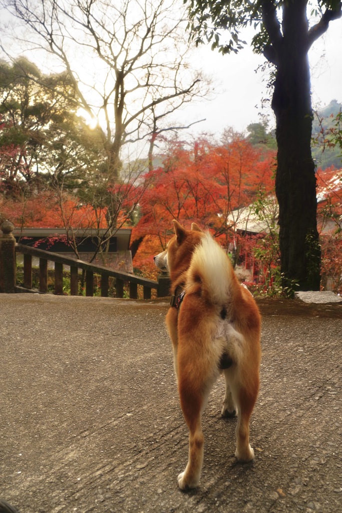 暗くなる前に