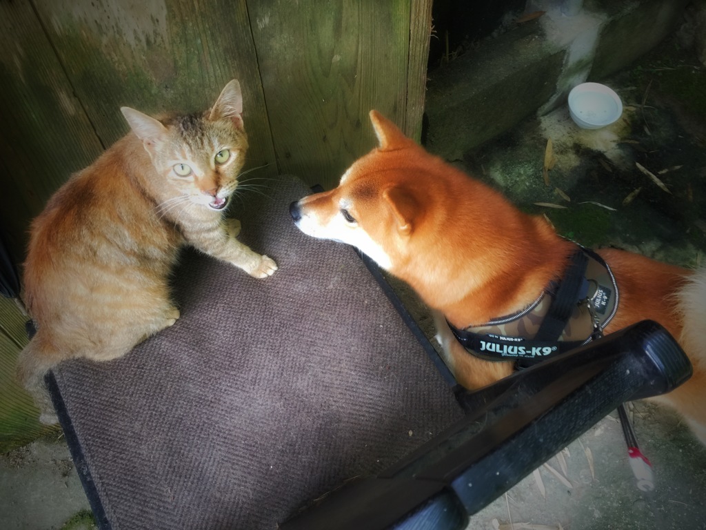 ニャ〜ン