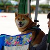 ボクの応援席