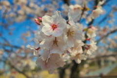 県庁の桜