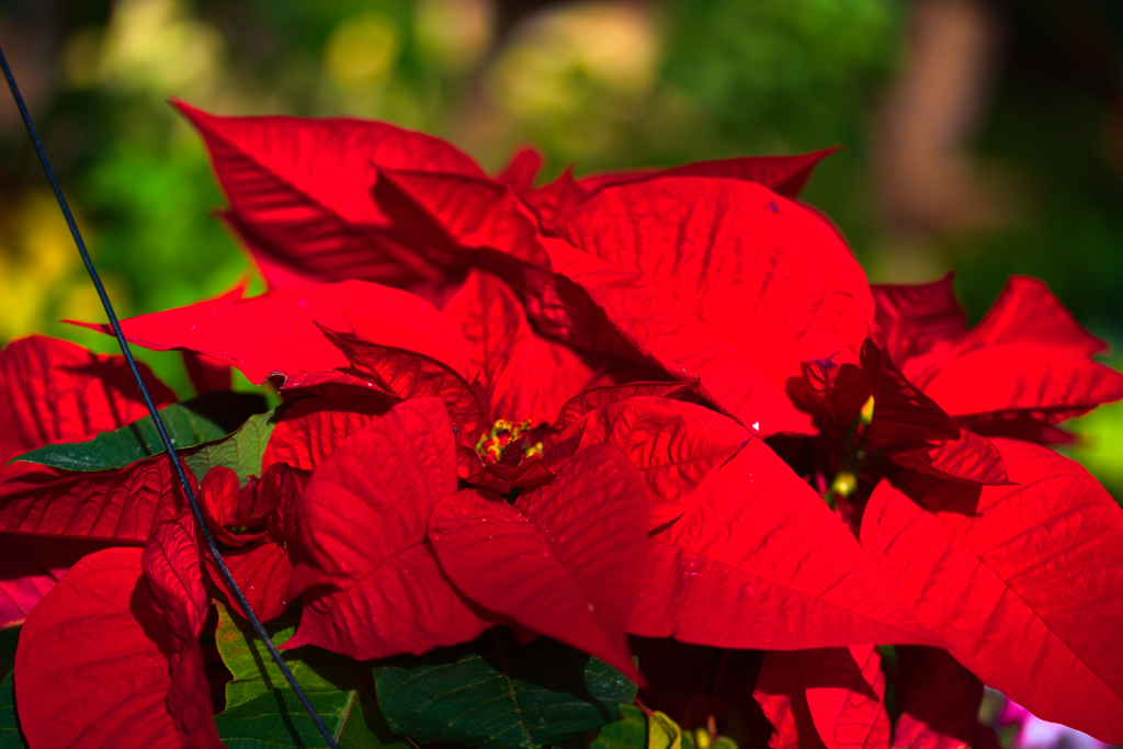 真っ赤なポインセチア