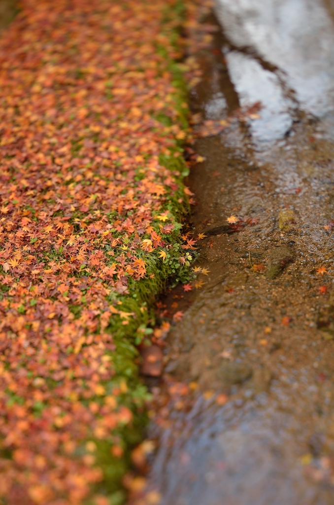 紅葉川