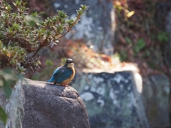 烏が鳴く