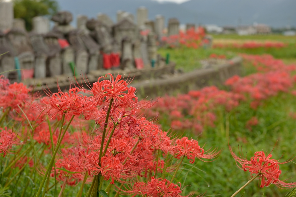 彼岸明け