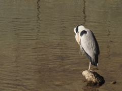 鳥もするのか朝寝