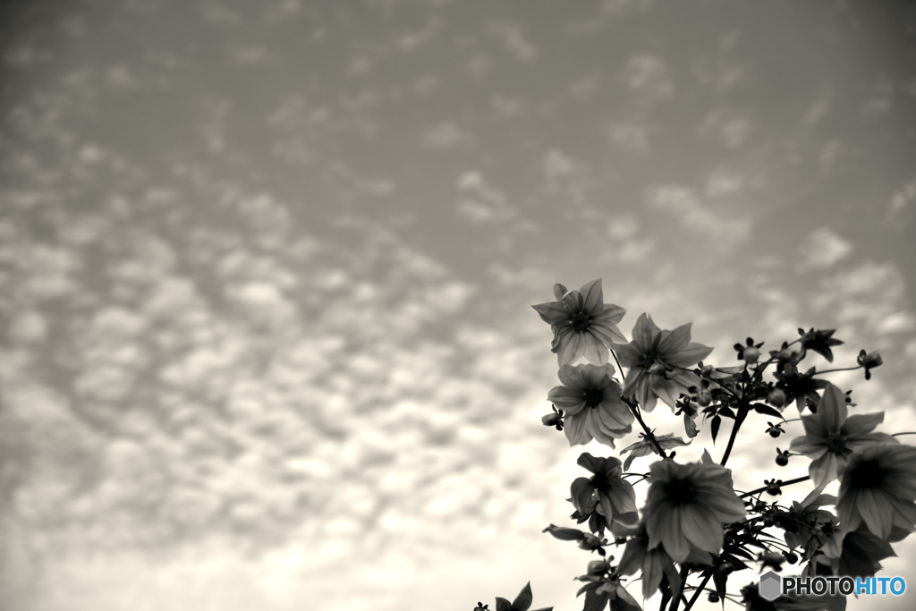 花雲
