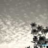 花雲