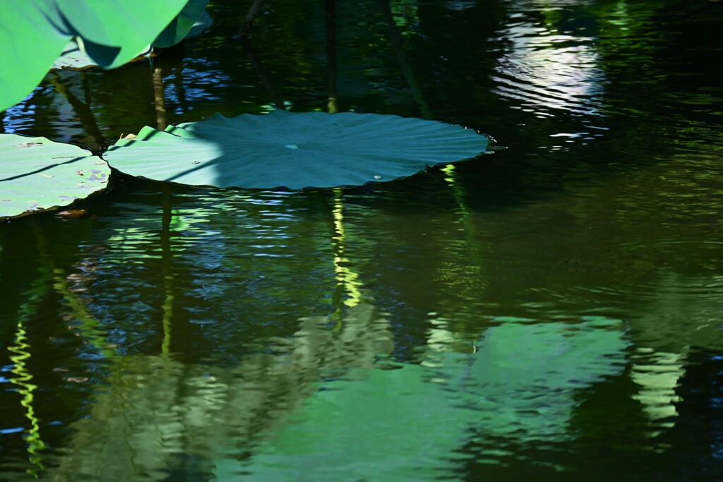 水面に蓮の葉