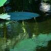 水面に蓮の葉