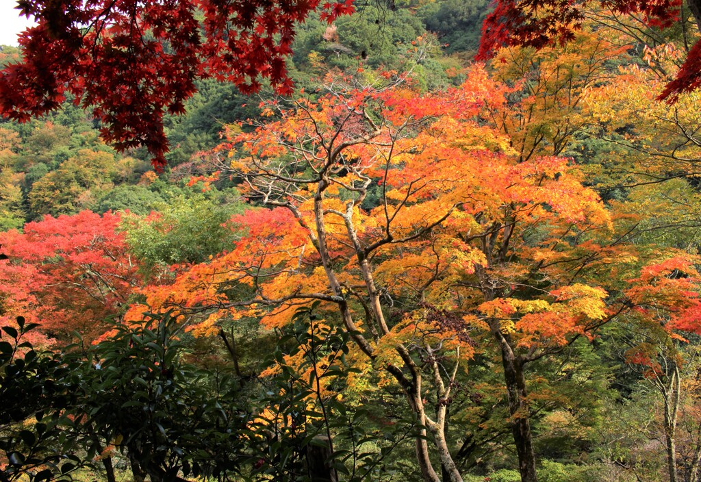 紅葉